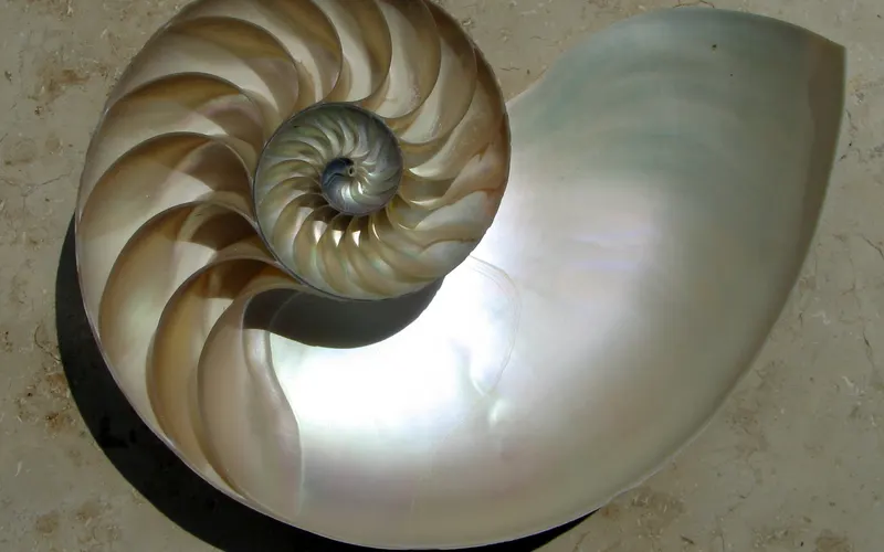 Conchiglia di nautilus sezionata